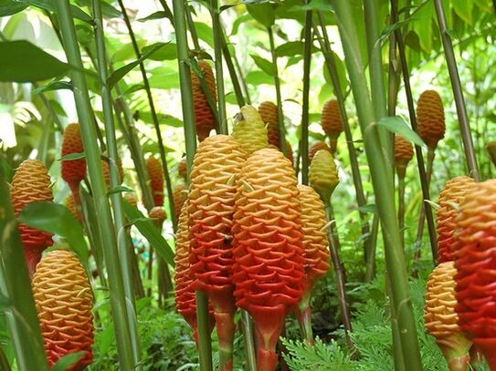 生姜の植物はこんな感じです